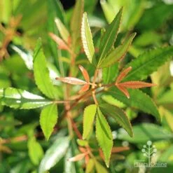 Ceratopetalum Alberys Red - Christmas Bush -Plant Seed Store christmas bush foliage