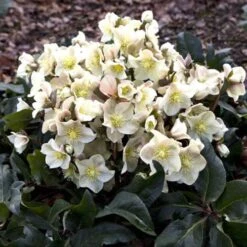 Hellebore Cinnamon Snow - Winter Rose -Plant Seed Store cinnamon snow garden 1