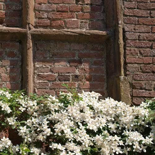 Clematis Montana Alba 2 Clematis Montana Alba - Image 2