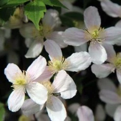 Clematis Montana Alba 14 Clematis Montana Alba -Plant Seed Store clematis montana white crop