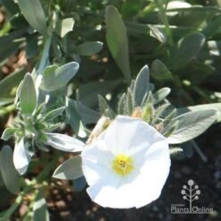 Convolvulus Cneorum - Silverbush 13 Convolvulus Cneorum - Silverbush -Plant Seed Store cneorum flower sun