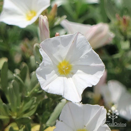 Convolvulus Cneorum - Silverbush 2 Convolvulus Cneorum - Silverbush - Image 2