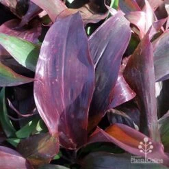 Cordyline Fruticosa Dr Brown 8 Cordyline Fruticosa Dr Brown -Plant Seed Store cordyline dr brown leaf