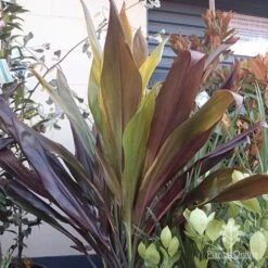 Cordyline Fruticosa Negra 12 Cordyline Fruticosa Negra -Plant Seed Store cordyline negra mature