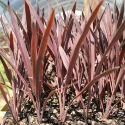 Cordyline Australis Red Sensation -Plant Seed Store cordyline red sensation tube