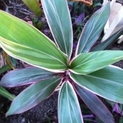 Cordyline Fruticosa Pink Diamond 13 Cordyline Fruticosa Pink Diamond -Plant Seed Store cordyline pink diamond 1