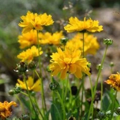 Coreopsis - Seed -Plant Seed Store coreopsis flowers