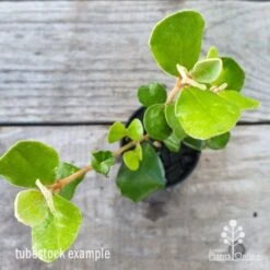 Correa Alba 6 Correa Alba -Plant Seed Store correa alba leaf 1