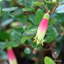 Correa Dinner Bells 9 Correa Dinner Bells -Plant Seed Store correa dinner bells and foliage