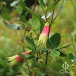 Correa Dinner Bells 8 Correa Dinner Bells -Plant Seed Store correa dinner bells flowering