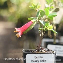Correa Dusky Bells 13 Correa Dusky Bells -Plant Seed Store correa dusky bells tubestock in flower