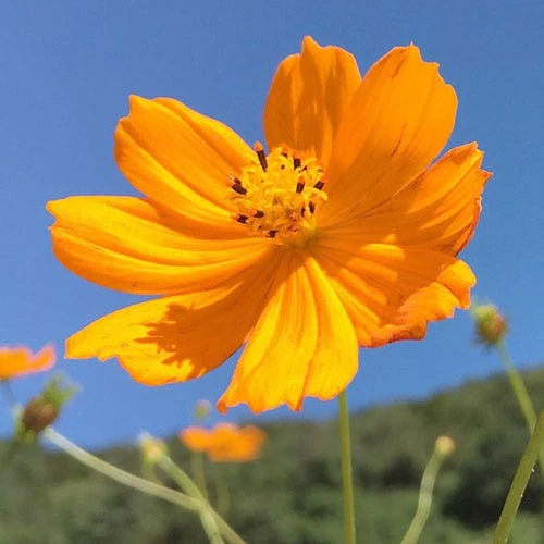 Cosmos Carpet Formula - Seed 1 Cosmos Carpet Formula - Seed