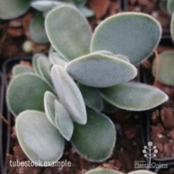 Crassula Dubia - Succulent 10 Crassula Dubia - Succulent -Plant Seed Store crassula dubia tube 1