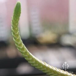 Crassula - Watchchain, Rat Tail Succulent -Plant Seed Store crassula watchchain closeup