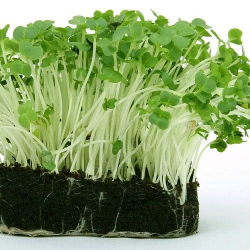 Cress - Seed 1 Cress - Seed