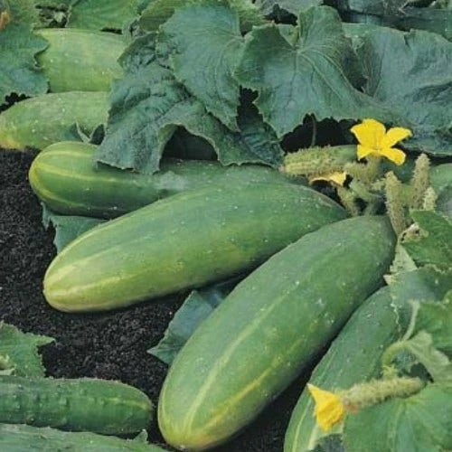 Cucumber Spacemaster - Seed 1 Cucumber Spacemaster - Seed
