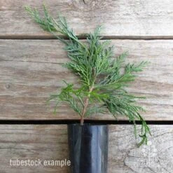 Cupressocyparis Naylors Blue - Leyland Cypress -Plant Seed Store cupressocyparis naylors blue 1 edited