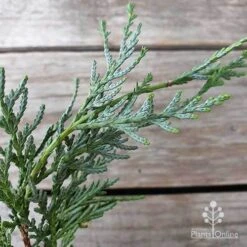Cupressocyparis Naylors Blue - Leyland Cypress -Plant Seed Store cupressocyparis naylors blue leaf