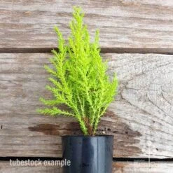 Cupressus Lemon Scent - Lemon Cypress 17 Cupressus Lemon Scent - Lemon Cypress -Plant Seed Store cupressus lemon scent