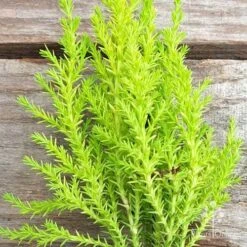 Cupressus Lemon Scent - Lemon Cypress 12 Cupressus Lemon Scent - Lemon Cypress -Plant Seed Store cupressus lemon scent crop