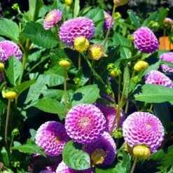 Dahlia Pompon Mix - Seed 5 Dahlia Pompon Mix - Seed -Plant Seed Store dahlia pink pompom