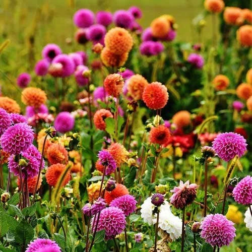Dahlia Pompon Mix - Seed 1 Dahlia Pompon Mix - Seed