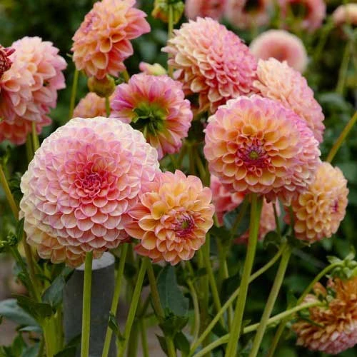 Dahlia Pompon Mix - Seed 2 Dahlia Pompon Mix - Seed - Image 2