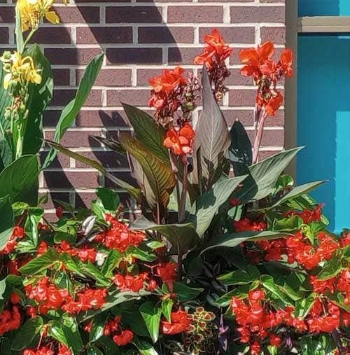 Canna Americana - 1 Bulb 2 Canna Americana - 1 Bulb - Image 2