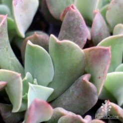 Echeveria Dark Vader - Succulent -Plant Seed Store dark vader closeup