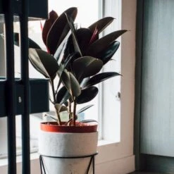 Ficus Elastica Burgundy - Rubber Plant 17 Ficus Elastica Burgundy - Rubber Plant -Plant Seed Store dark ficus elastica