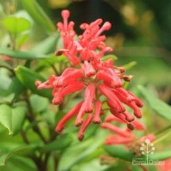 Grevillea Deua Flame 24 Grevillea Deua Flame -Plant Seed Store deua flame closeup