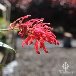 Grevillea Deua Flame 21 Grevillea Deua Flame -Plant Seed Store deua flame flower closeup