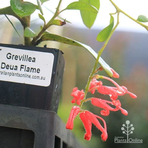 Grevillea Deua Flame 11 Grevillea Deua Flame - Image 11
