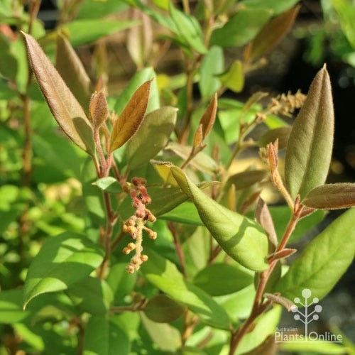 Grevillea Deua Flame 16 Grevillea Deua Flame - Image 16