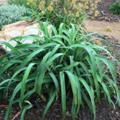 Dianella Cherry Red -Plant Seed Store dianella cherry red 500