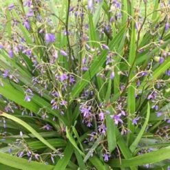 Dianella Emerald Fountain 9 Dianella Emerald Fountain -Plant Seed Store dianella emerald fountain 500
