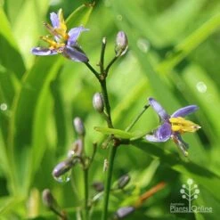 Dianella Little Jess -Plant Seed Store dianella little jess flower closeup