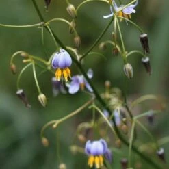 Dianella Cherry Red -Plant Seed Store dianella tasmanica flowers