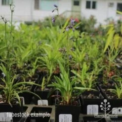 Dianella Little Jess -Plant Seed Store dianella little jess 1 1