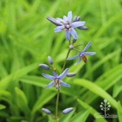 Dianella Petite Marie 15 Dianella Petite Marie -Plant Seed Store dianlla petite marie flowerspike
