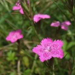 Dianthus - Maiden Pink - Seed -Plant Seed Store dianthus maiden 2