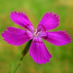 Dianthus - Maiden Pink - Seed -Plant Seed Store dianthus maiden 3