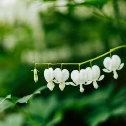Dicentra Alba - Bleeding Heart - 75mm BIGGER Size 8 Dicentra Alba - Bleeding Heart - 75mm BIGGER Size -Plant Seed Store dicentra alba stem