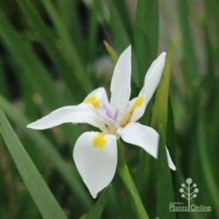 Dietes Tiny Dancer- Wild Iris - 68mm BIGGER Size 6 Dietes Tiny Dancer- Wild Iris - 68mm BIGGER Size -Plant Seed Store dietes tiny dancer flower 1