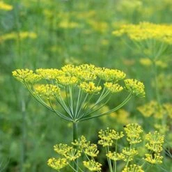 Dill - Seed