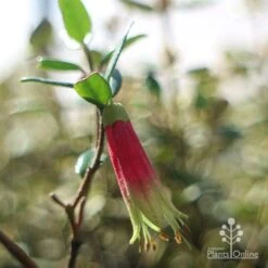 Correa Dinner Bells 10 Correa Dinner Bells -Plant Seed Store dinner bells flower close