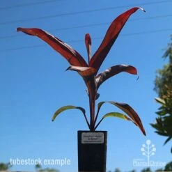 Cordyline Fruticosa Dr Brown 7 Cordyline Fruticosa Dr Brown -Plant Seed Store dr brown tubestock