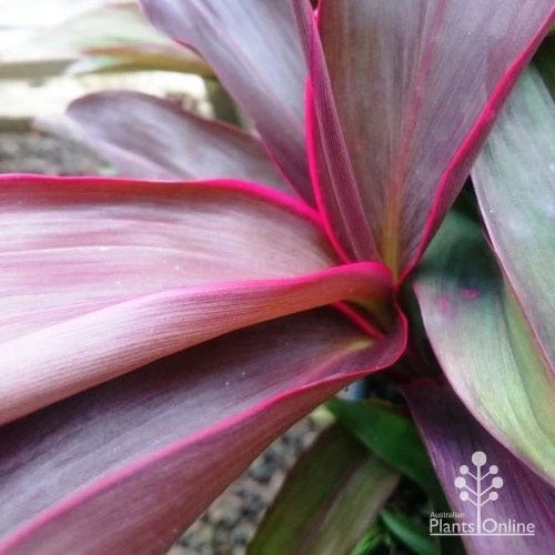 Cordyline Fruticosa Purple Prince 2 Cordyline Fruticosa Purple Prince - Image 2