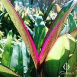 Cordyline Fruticosa Purple Prince 7 Cordyline Fruticosa Purple Prince -Plant Seed Store dsc 6544 2