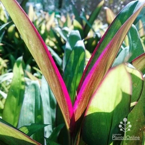 Cordyline Fruticosa Purple Prince 3 Cordyline Fruticosa Purple Prince - Image 3